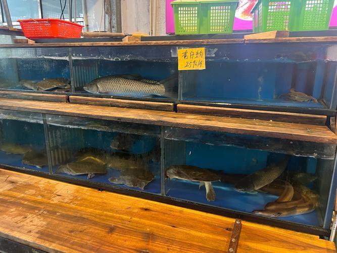 廣州哪里是批發龍魚的市場啊圖片