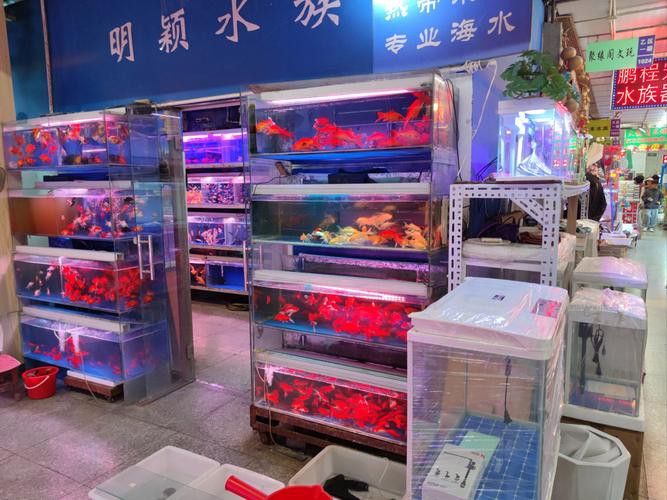 廣州哪里是批發龍魚的市場啊圖片