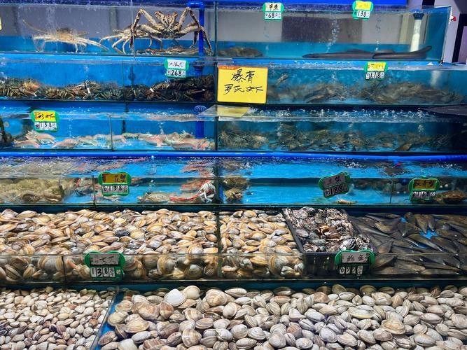 廣州哪里是批發龍魚的市場啊圖片