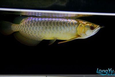 龍魚蒙眼能喂食嗎：龍魚蒙眼是否能喂食取決于幾個(gè)因素，龍魚蒙眼恢復(fù)期喂食技巧