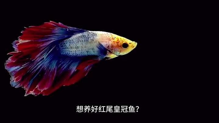紅尾黃冠可以和龍魚混養(yǎng)嗎圖片大全
