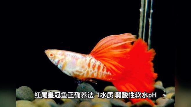 紅尾黃冠可以和龍魚混養(yǎng)嗎圖片大全