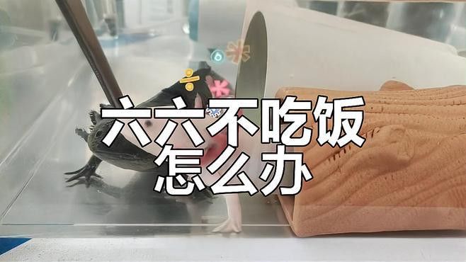 恐龍魚(yú)不吃飼料怎么回事兒呀