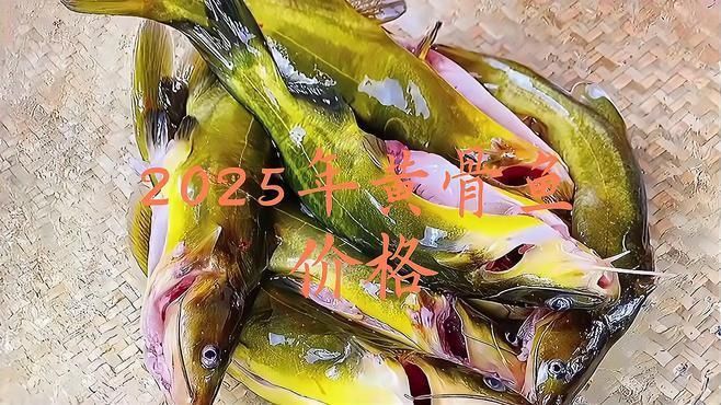 黃顙魚幼苗的價格是多少？