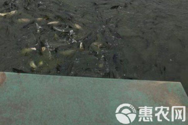 黃顙魚幼苗的價格是多少？