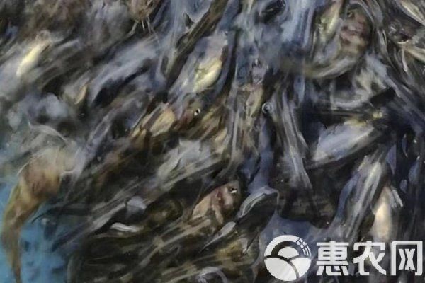 黃顙魚幼苗的價格是多少？