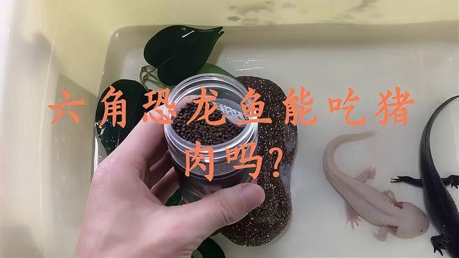 恐龍魚能吃豬肉嗎為什么