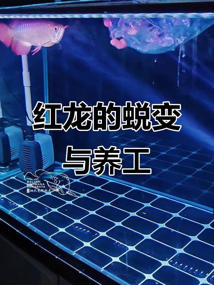 紅龍過背的成長過程