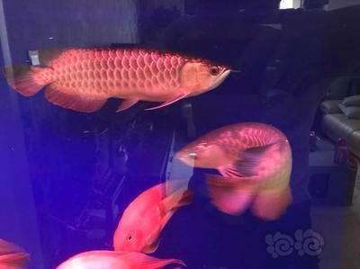 金龍魚的缸一般要多大(關于金龍魚魚缸尺寸的一些注意事項) 龍魚百科 第4張 金龍魚的缸一般要多大(關于金龍魚魚缸尺寸的一些注意事項) 金龍魚的缸一般要多大(關于金龍魚魚缸尺寸的一些注意事項) 龍魚百科 第4張