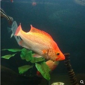 龍魚和財神一塊混養怎么喂食（龍魚和財神魚的混養喂食需要注意水質控制和混養策略） 龍魚和財神一塊混養怎么喂食（龍魚和財神魚的混養喂食需要注意水質控制和混養策略） 龍魚百科 第5張