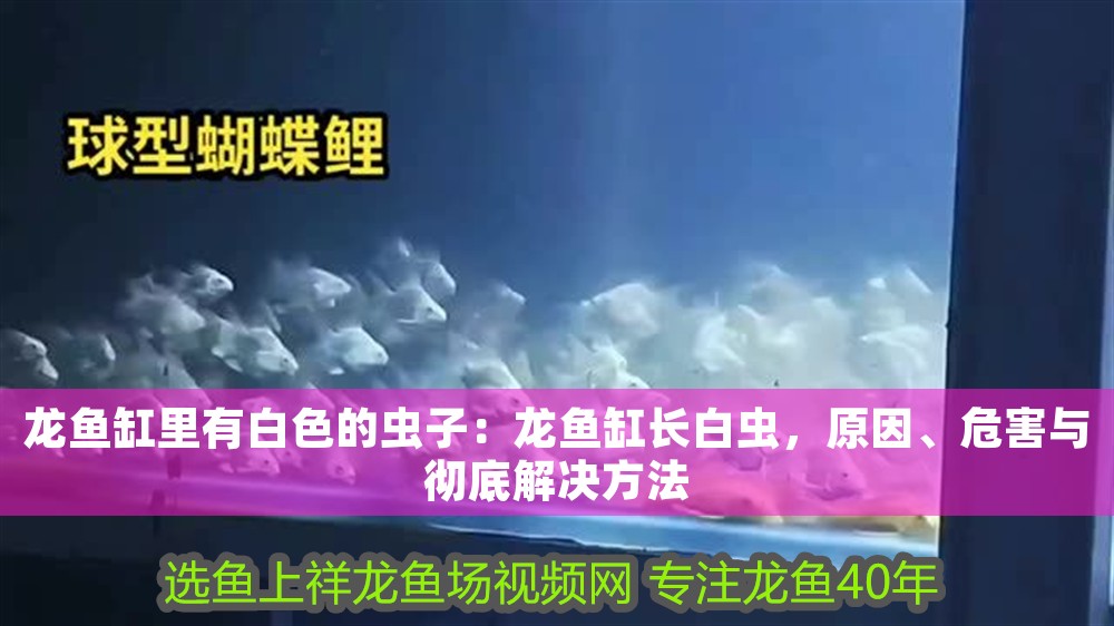 龍魚缸里有白色的蟲子：龍魚缸長白蟲，原因、危害與徹底解決方法 龍魚缸里有白色的蟲子：龍魚缸長白蟲，原因、危害與徹底解決方法 龍魚百科 第1張