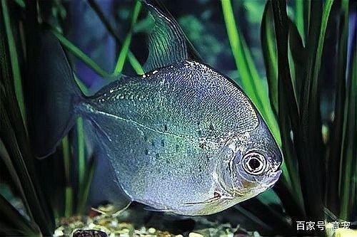 銀板魚咬龍魚嗎