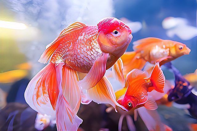 魚腸炎期間需要換水嗎？
