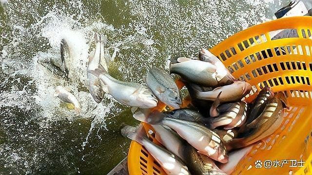 魚腸炎期間需要換水嗎？
