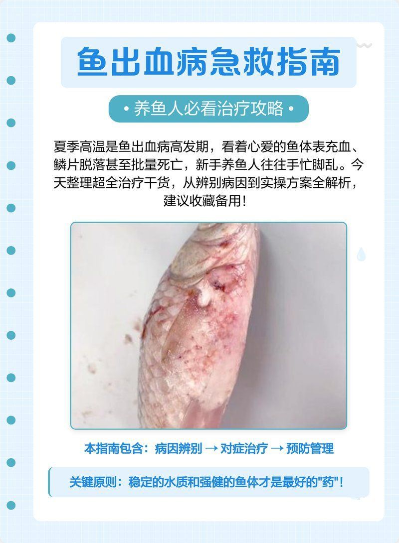龍魚魚鰭充血的急救方法