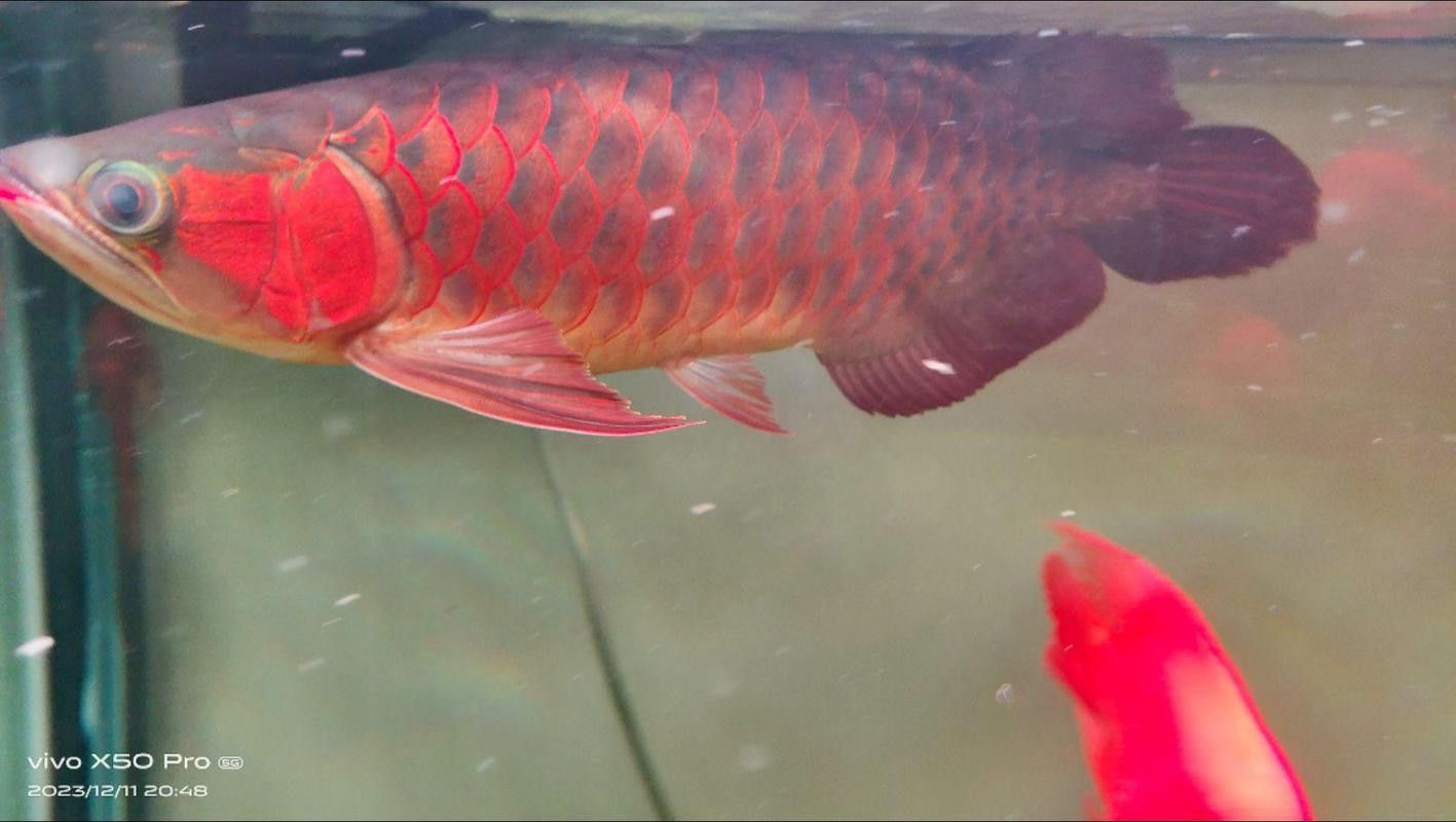 紅龍魚王價格及圖片大全大圖高清