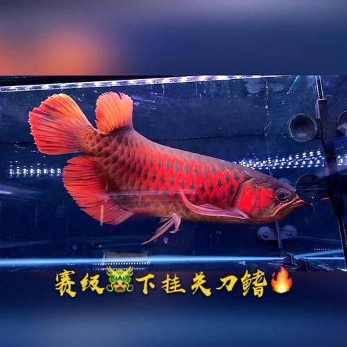 紅龍魚王價格及圖片大全大圖高清