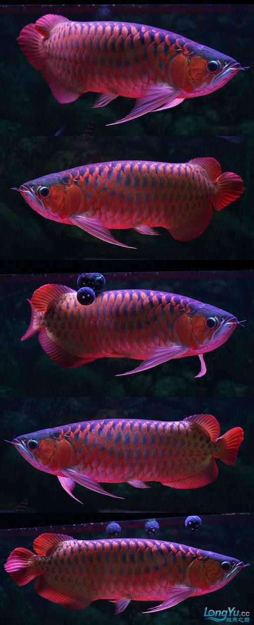 紅龍魚王價格及圖片大全大圖高清