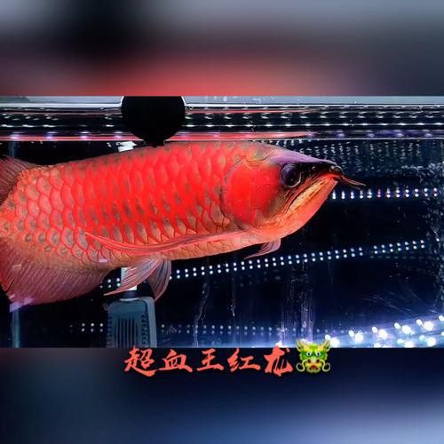 紅龍魚王價格及圖片大全大圖高清