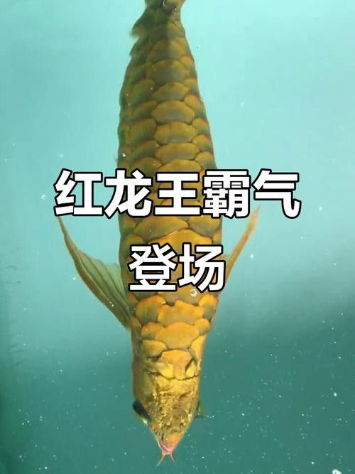 紅龍魚王價格及圖片大全大圖高清