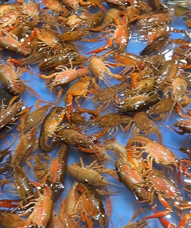 寧波龍魚市場怎么樣啊
