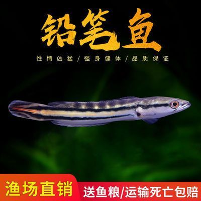 龍魚和雷龍魚的區(qū)別：龍魚和雷龍魚在形態(tài)特征、飼養(yǎng)環(huán)境要求和適應(yīng)能力等方面存在差異 龍魚和雷龍魚的區(qū)別：龍魚和雷龍魚在形態(tài)特征、飼養(yǎng)環(huán)境要求和適應(yīng)能力等方面存在差異 龍魚百科 第4張