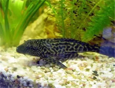 龍魚混養撒旦鴨嘴的可行性分析（撒旦鴨嘴和龍魚在某些條件下可以混養）
