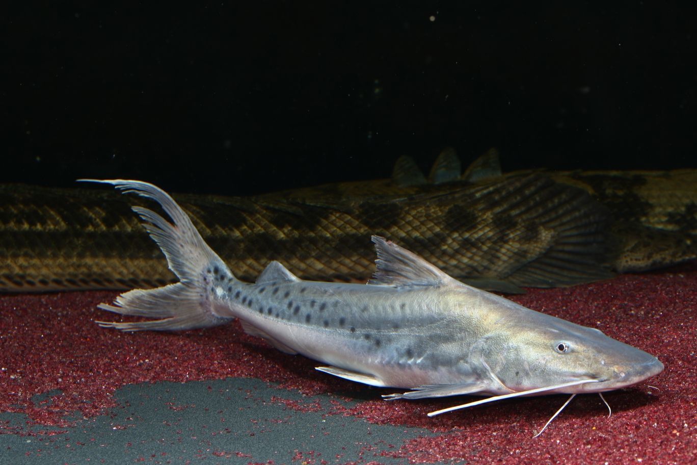龍魚混養撒旦鴨嘴的可行性分析（撒旦鴨嘴和龍魚在某些條件下可以混養）