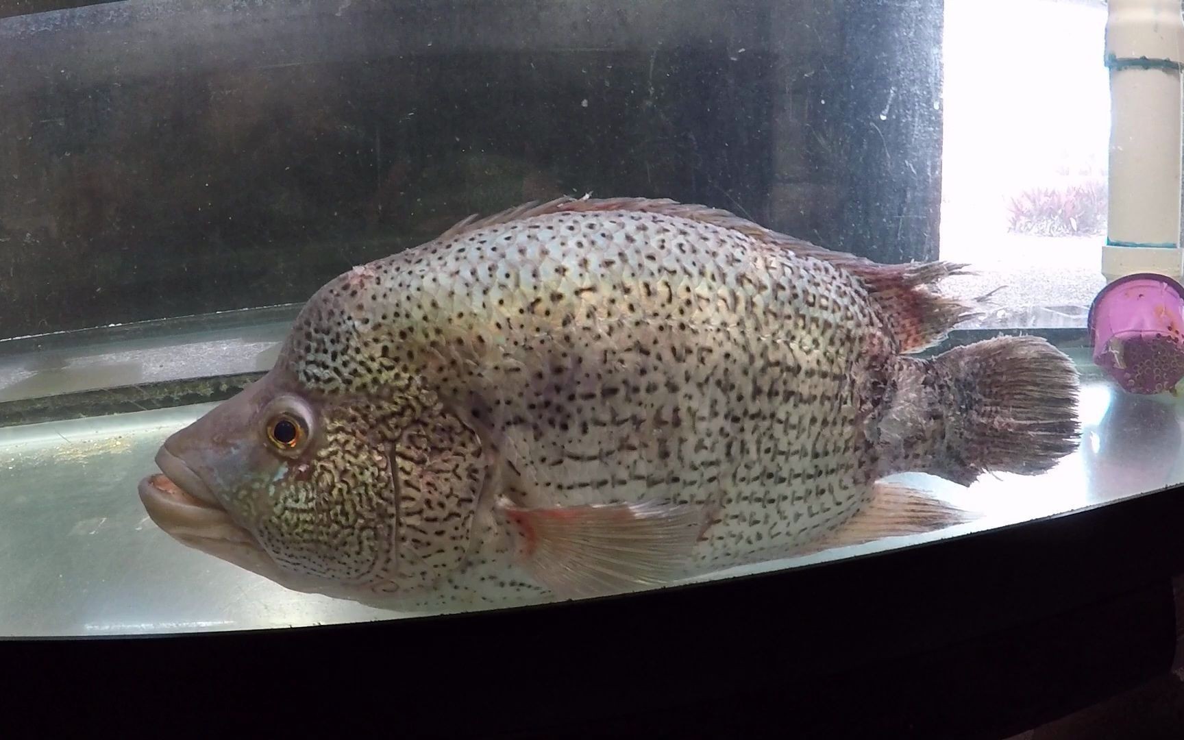 龍魚混養撒旦鴨嘴的可行性分析（撒旦鴨嘴和龍魚在某些條件下可以混養）