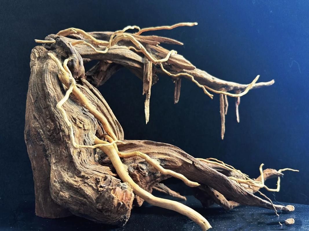 給我一些龍魚缸沉木造景的圖片
