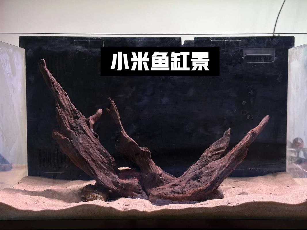 給我一些龍魚缸沉木造景的圖片