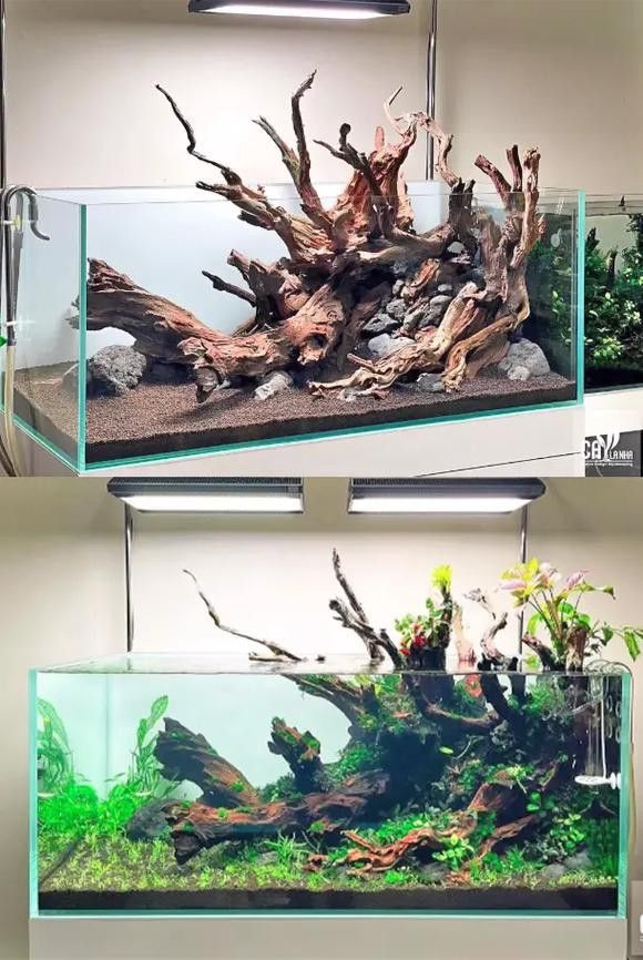 給我一些龍魚缸沉木造景的圖片