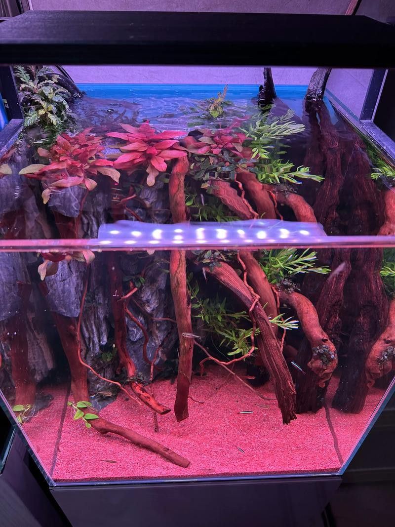 給我一些龍魚缸沉木造景的圖片