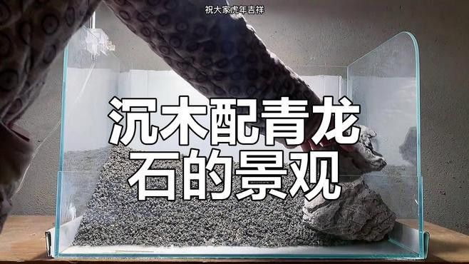 給我一些龍魚缸沉木造景的圖片