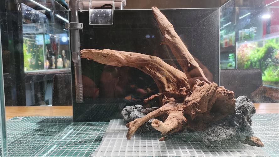 給我一些龍魚缸沉木造景的圖片