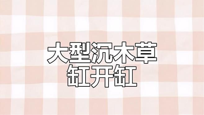 給我一些龍魚缸沉木造景的圖片