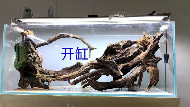 給我一些龍魚缸沉木造景的圖片
