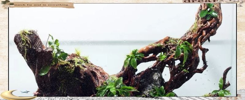 給我一些龍魚缸沉木造景的圖片