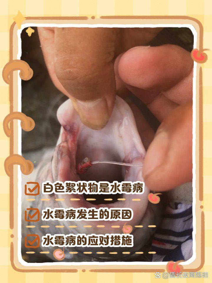 龍魚嘴上長出白色肉球