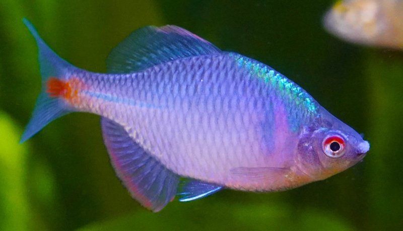 龍魚嘴上長出白色肉球