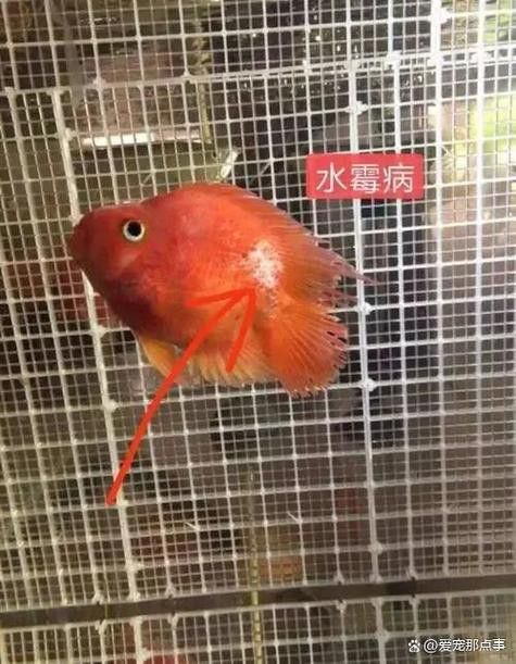 金龍魚身上有白毛是怎么回事兒圖片