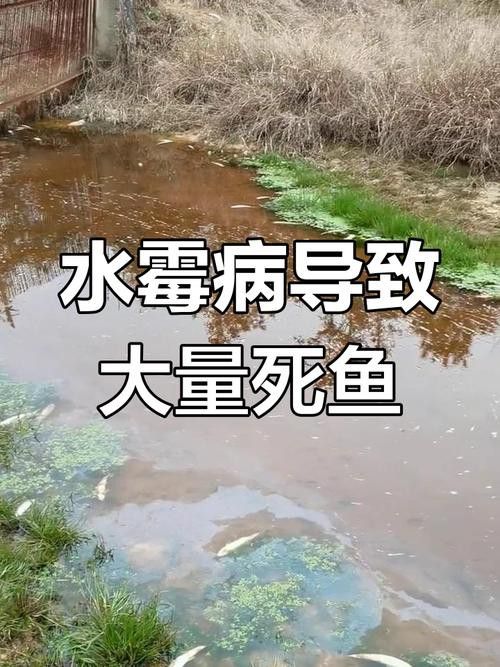 金龍魚身上有白毛是怎么回事兒圖片