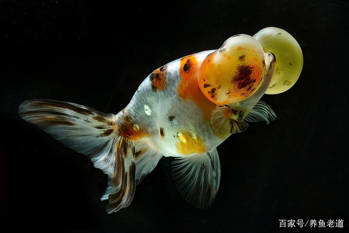 金龍魚身上有白毛是怎么回事兒圖片