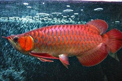 紅龍魚喂泥鰍可以嗎【紅龍魚喂泥鰍可以嗎：紅龍魚喂泥鰍的注意事項】