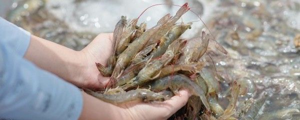 龍魚吃了不新鮮的蝦會中毒嗎：龍魚吃了不新鮮的蝦會中毒嗎龍魚吃了不新鮮的蝦會中毒嗎