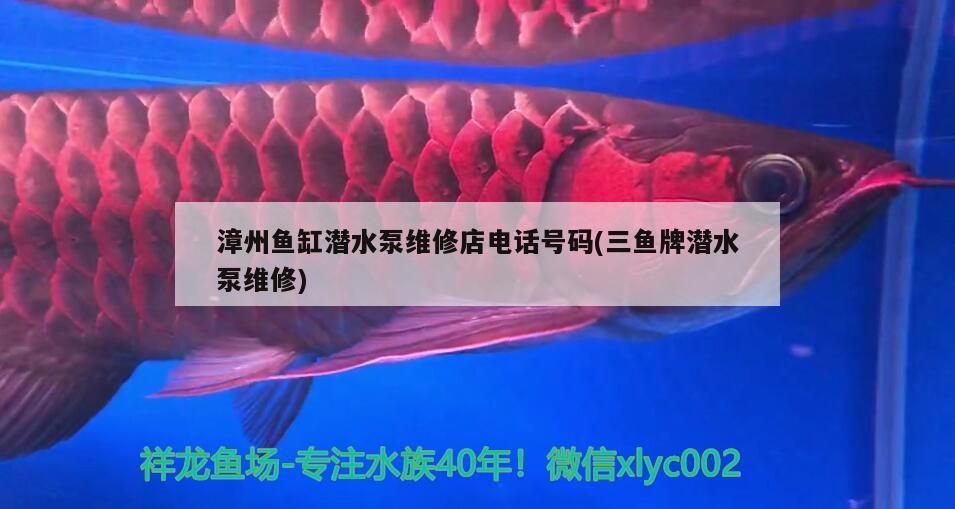 漳州魚(yú)缸潛水泵維修店電話(huà)號(hào)碼(三魚(yú)牌潛水泵維修) 漳州魚(yú)缸潛水泵維修店電話(huà)號(hào)碼(三魚(yú)牌潛水泵維修) 龍魚(yú)百科