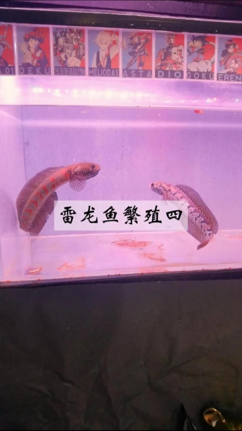 龍魚的成語有哪些：與龍魚相關(guān)的成語及其詳細解釋