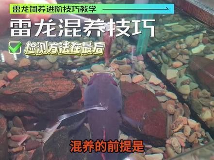 龍魚的成語有哪些：與龍魚相關(guān)的成語及其詳細解釋