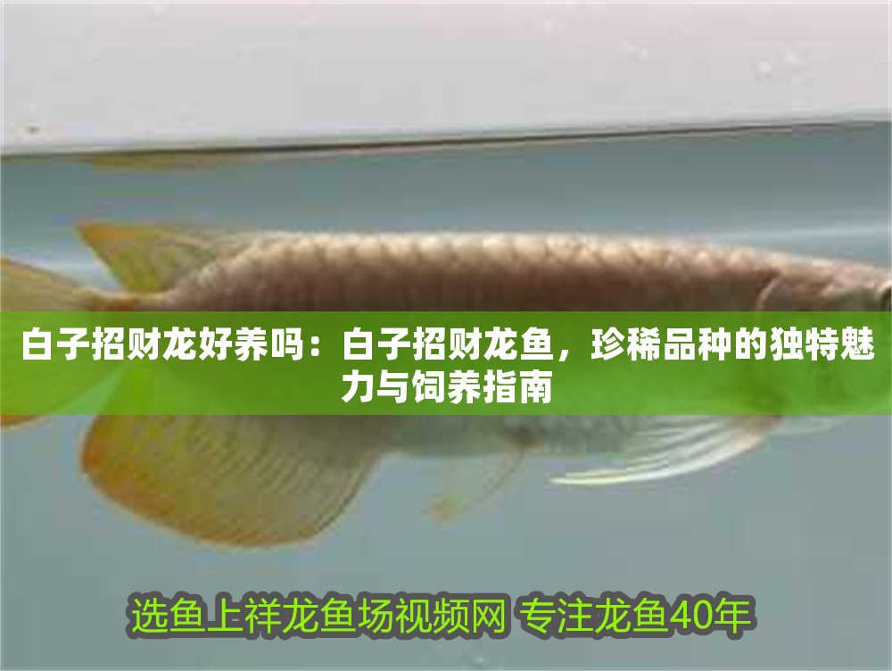 白子招財(cái)龍好養(yǎng)嗎：白子招財(cái)龍魚，珍稀品種的獨(dú)特魅力與飼養(yǎng)指南