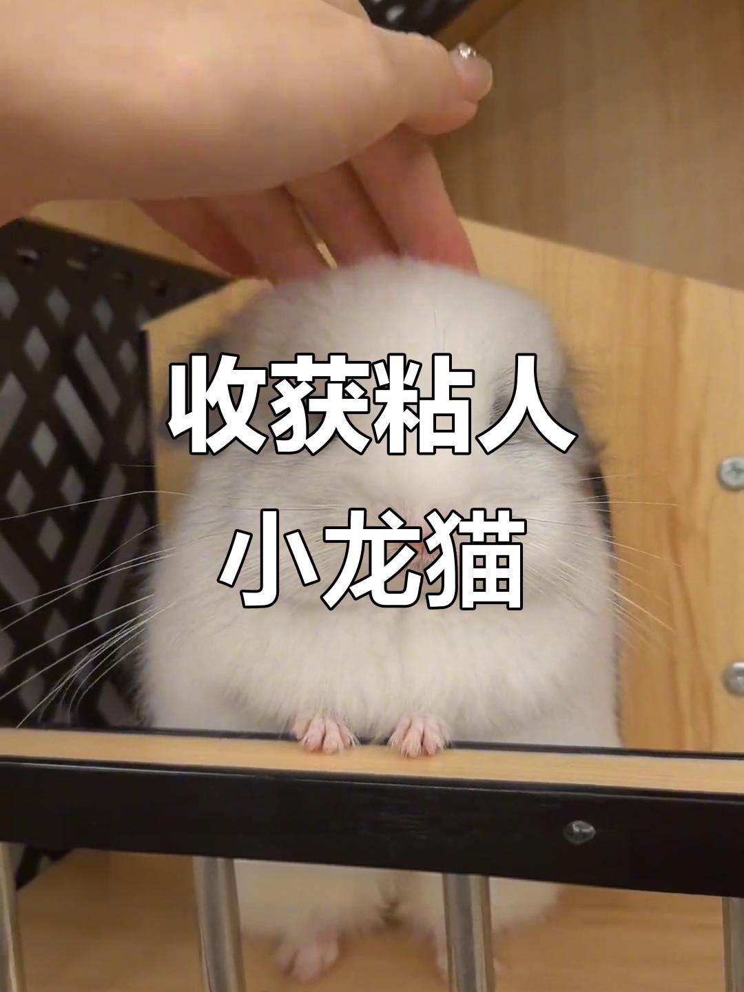如何訓練龍貓接受貓的存在？